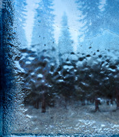 Garstak,Theme, Evergreens through frosted window