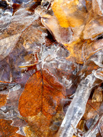 Garstak,Theme,Frozen Leaves