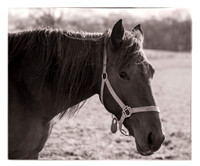 Horse -Sepia