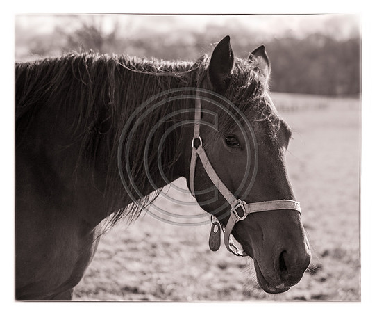 Horse -Sepia