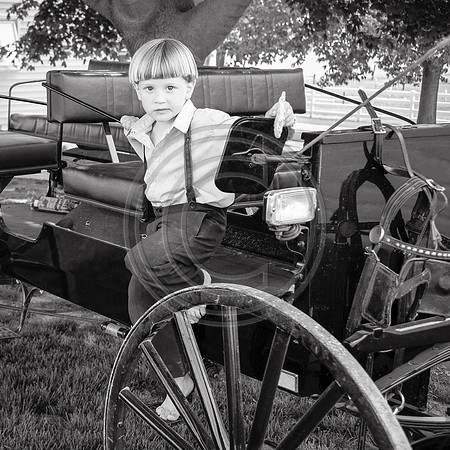 Amish Boy and Buggy