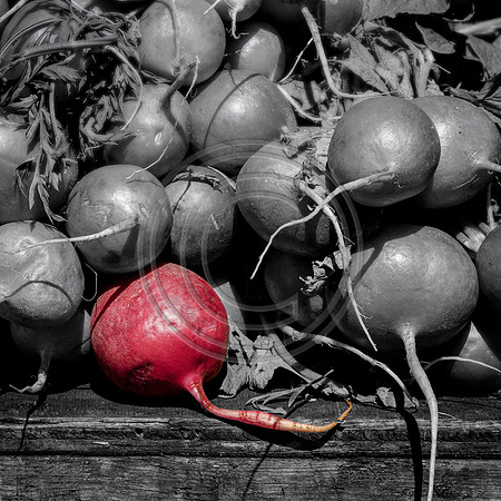Red Radish