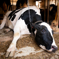 Amish Cow