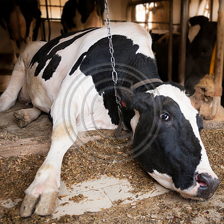 Amish Cow