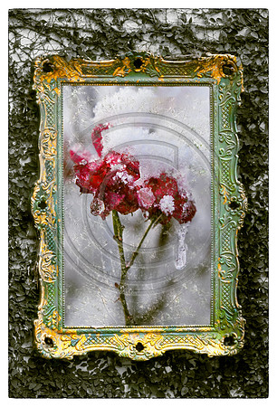 IMG_3884 Frozen Rose